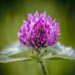 Red-Clover1