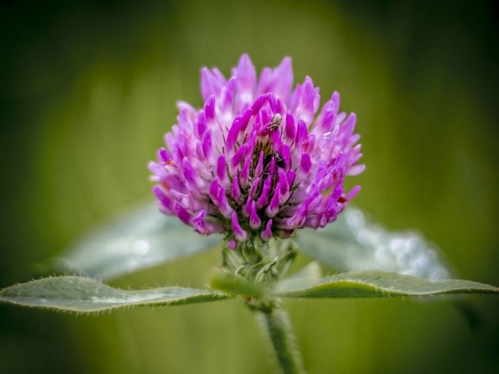 Red-Clover1