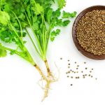 coriander-2