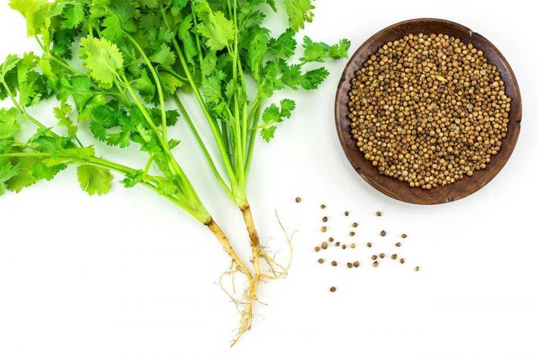 coriander-2