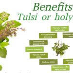 Basil-(Tuls )-Leaves-Health-Benefits