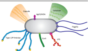Bacterial-Adhesion