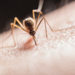 Malaria-Vs-Dengue