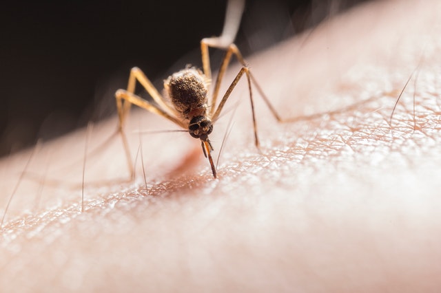 Malaria-Vs-Dengue