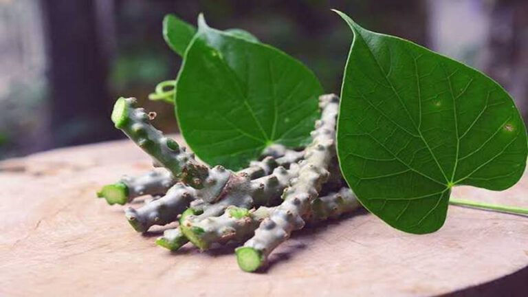 Giloy-Health-Benefits