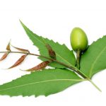 neem-leaves-fruit