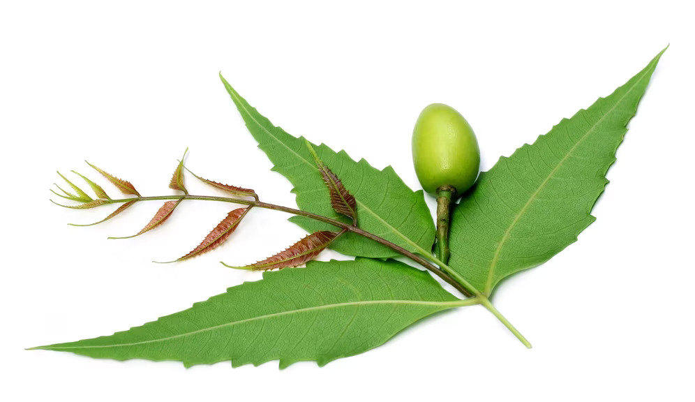 neem-leaves-fruit
