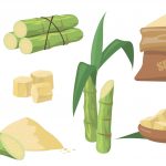 sugar-cane