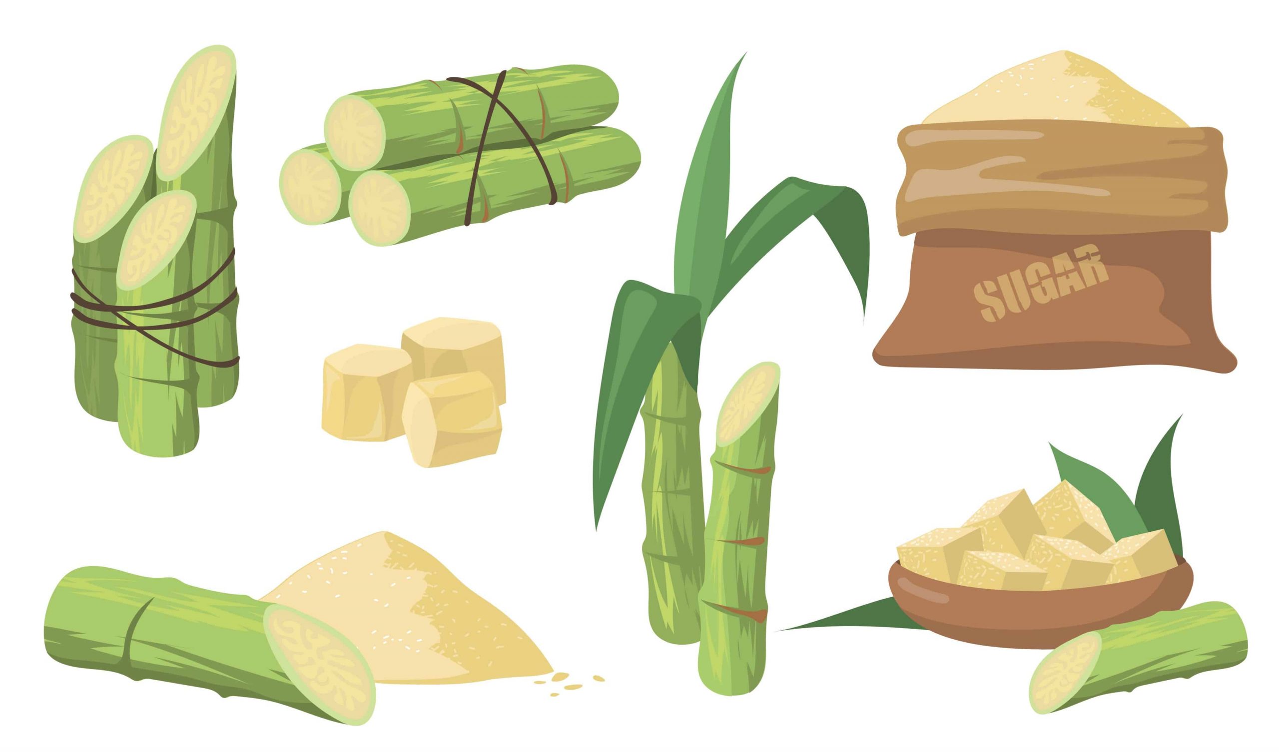 sugar-cane