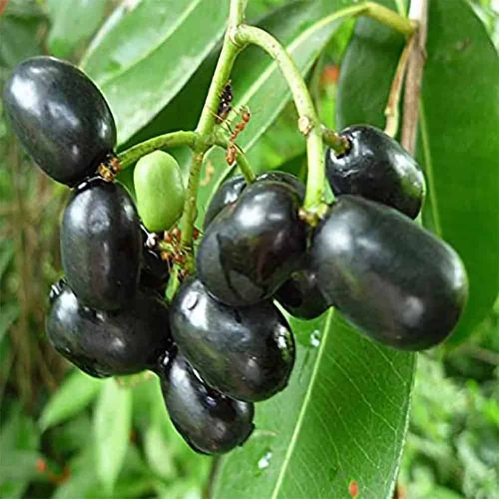 Jamun