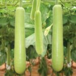 health-benefits-of-bottle-gourd