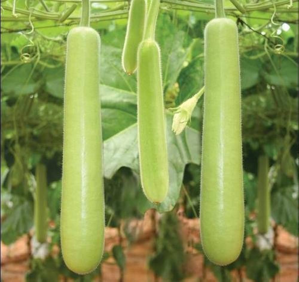 health-benefits-of-bottle-gourd