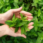 health benefits on Peppermint