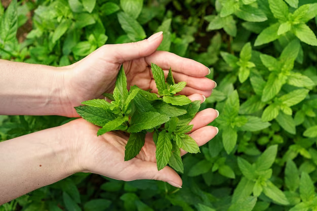 health benefits on Peppermint