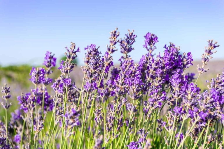 lavender